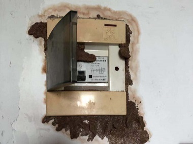 派潭白蚁防治公司白蚁为什么啃得动钢筋水泥