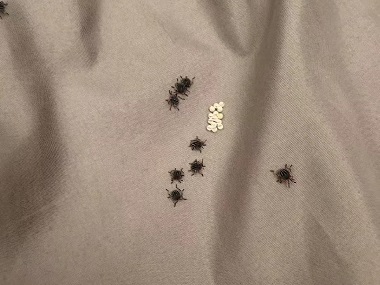 新塘消杀四害中心怎么去除床上的臭虫